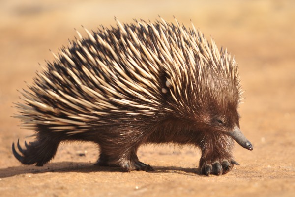 Short-beaked echidna. Photo by Adrian van der Stel.