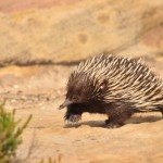 Short-beaked echidna. Photo by Adrian van der Stel.