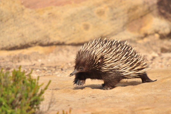 Short-beaked echidna. Photo by Adrian van der Stel.