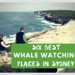 Best places for whale watching sydney