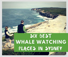 Best places for whale watching sydney