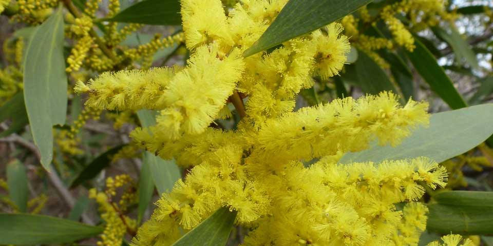 Acacia_longifolia