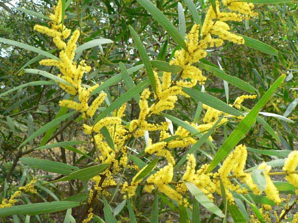 Acacia longifolia