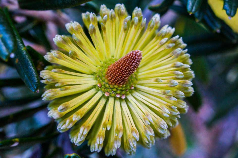 Banksia-marginata