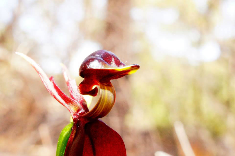 Calanea major-(Flying-duck-orchid)