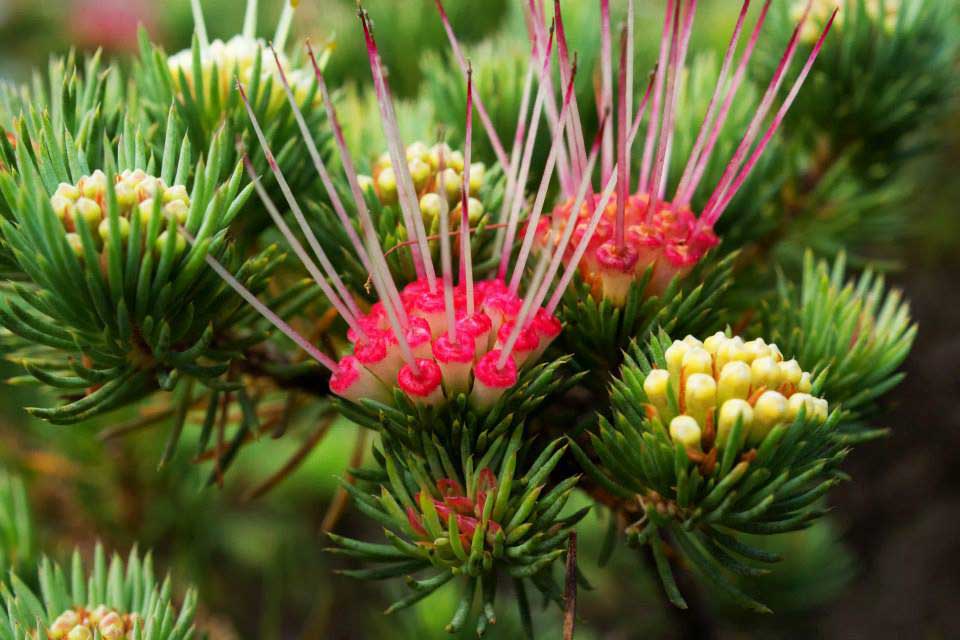 Darwinia-fascicularis