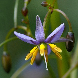 Dianella caerulea var. producta Paroo-Lily