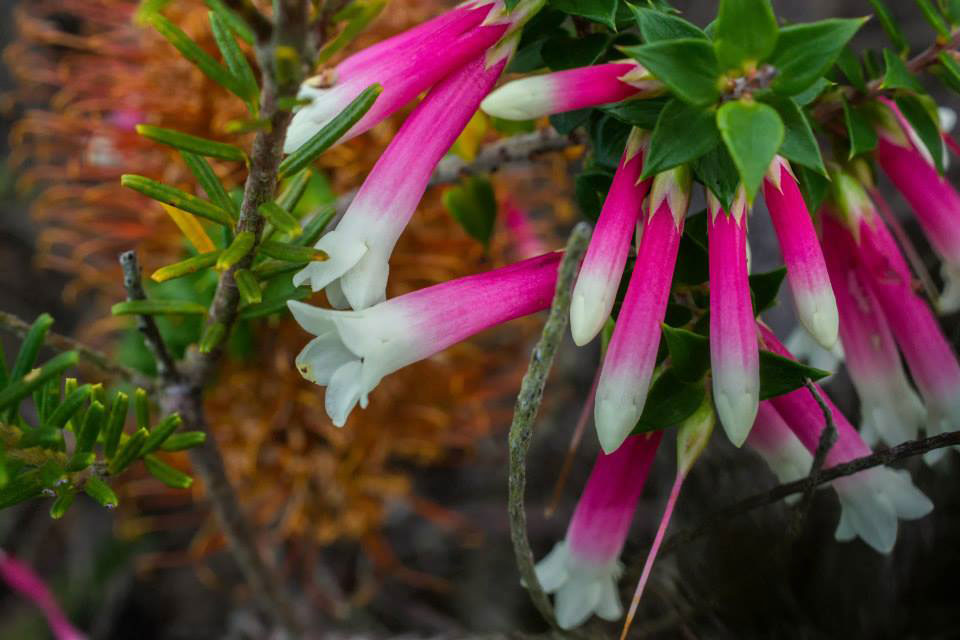 Epacris-longiflora-(Native-fuchsia)