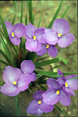 Patersonia-sericea