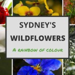 Sydney wildflowers