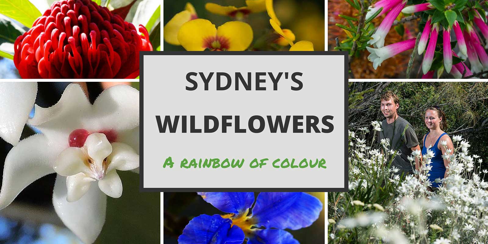 Sydney wildflowers