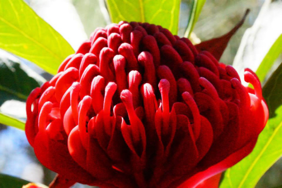 Waratah - Telopea speciosissima