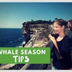 whale watching season sydney