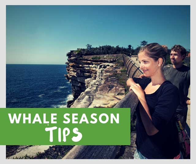 whale watching season sydney