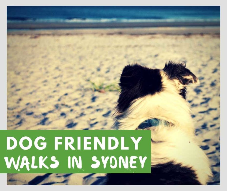 Dog Friendly Walks Sydney Sydney Coast Walks